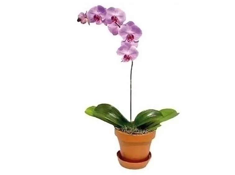 Orchidee Phalaenopsis 