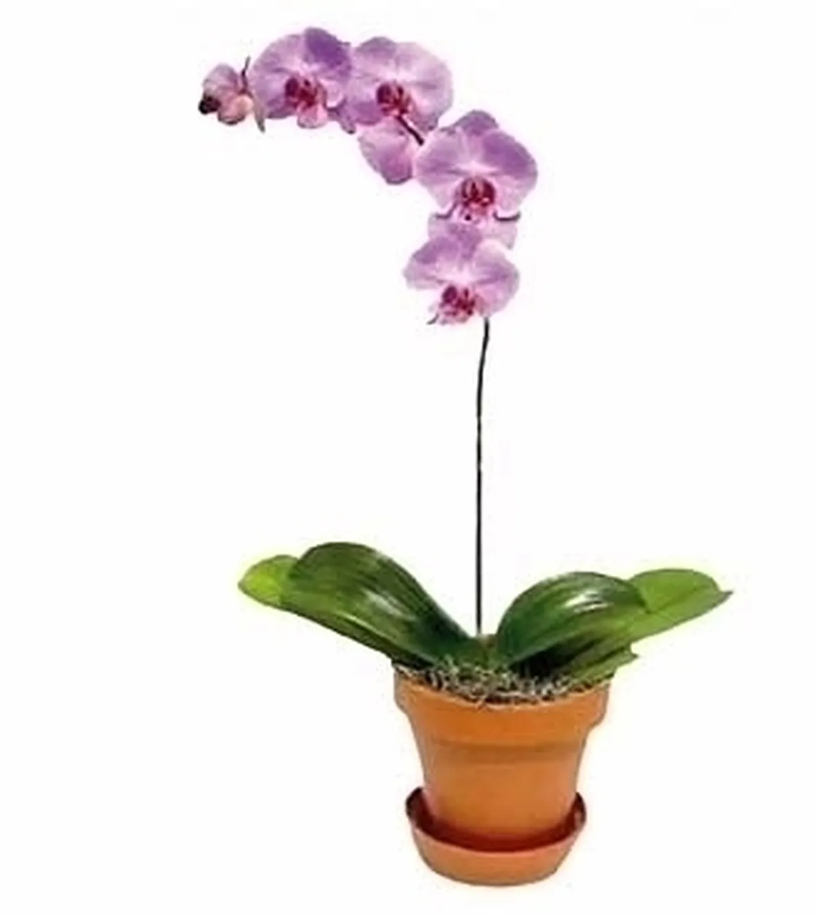 Orchidee Phalaenopsis 