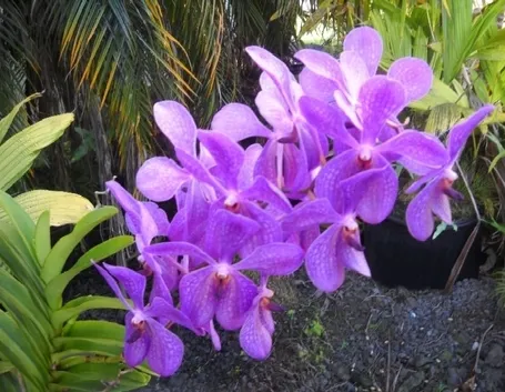Orchidee selvatiche più conosciute