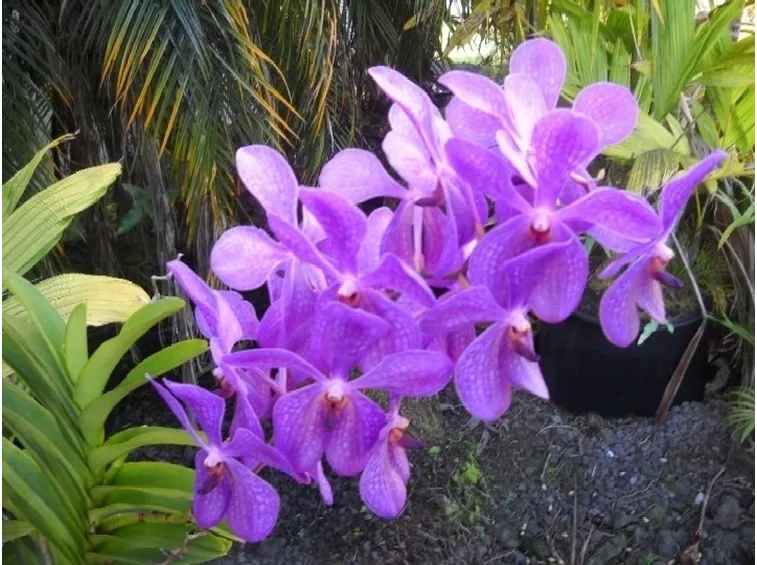 Orchidee selvatiche più conosciute