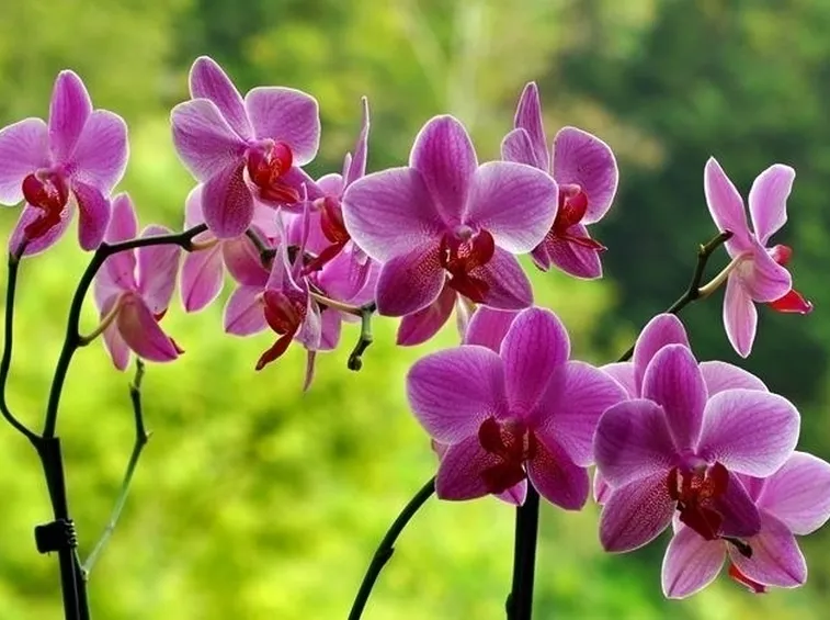 Orchidee