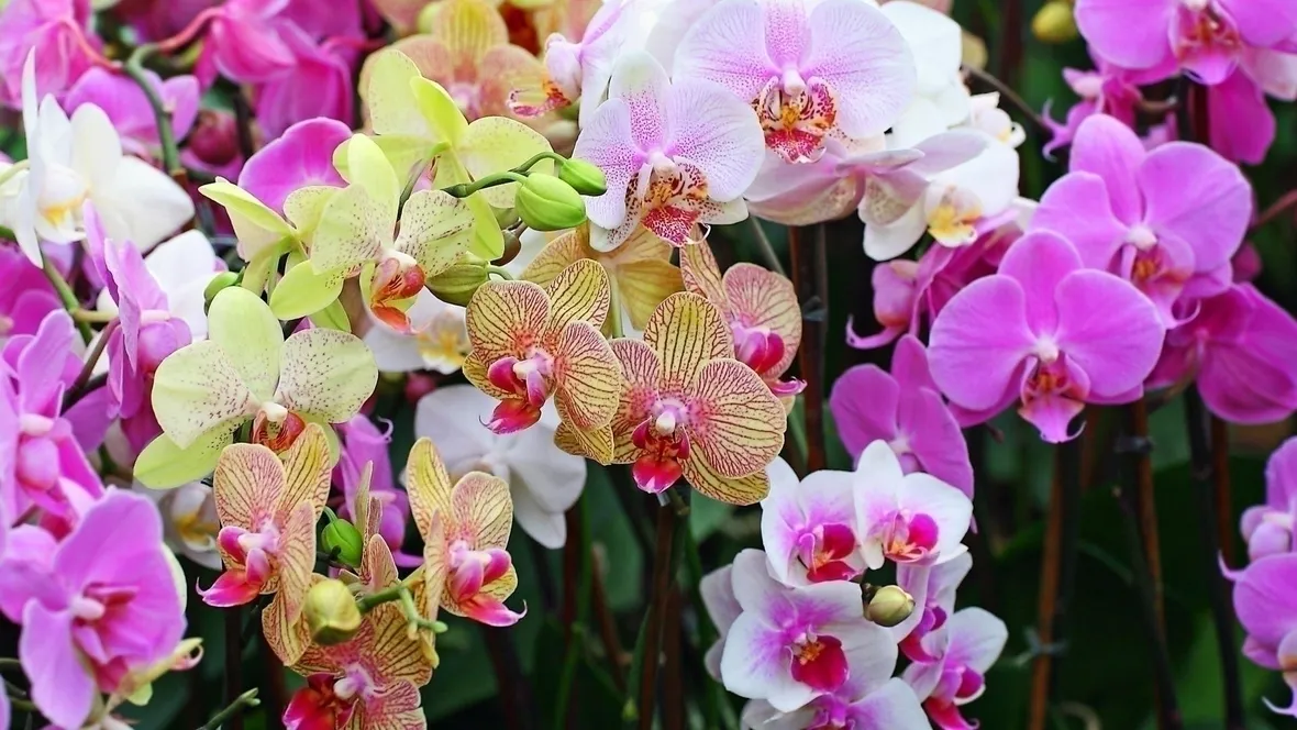 Orchidee