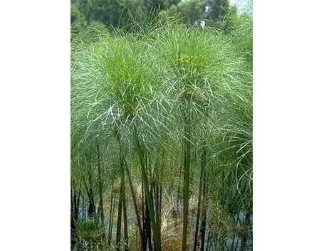 Papiro-10