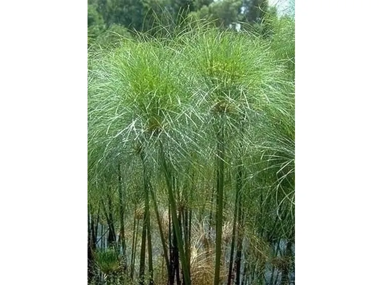 Papiro-10