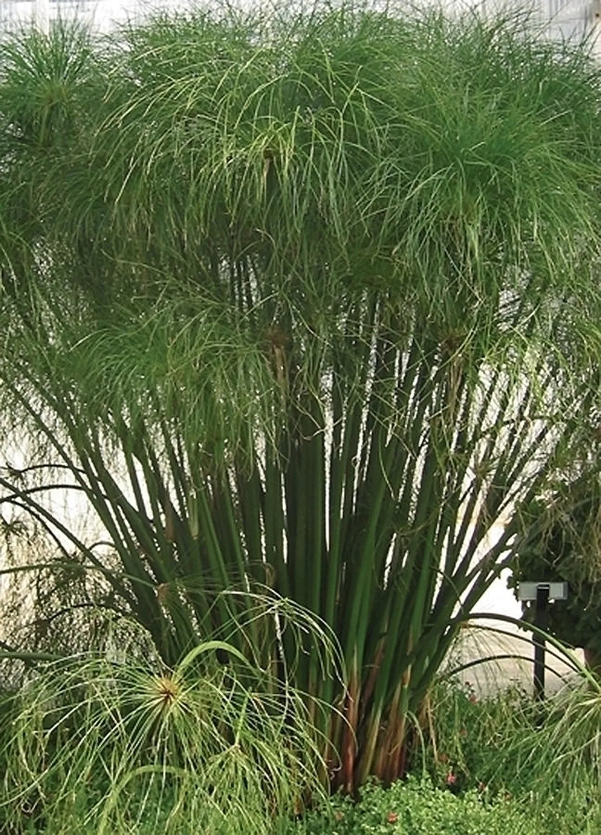 Papiro-12