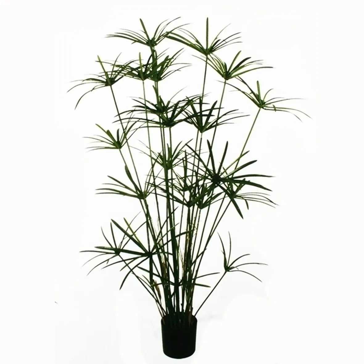 Papiro-13
