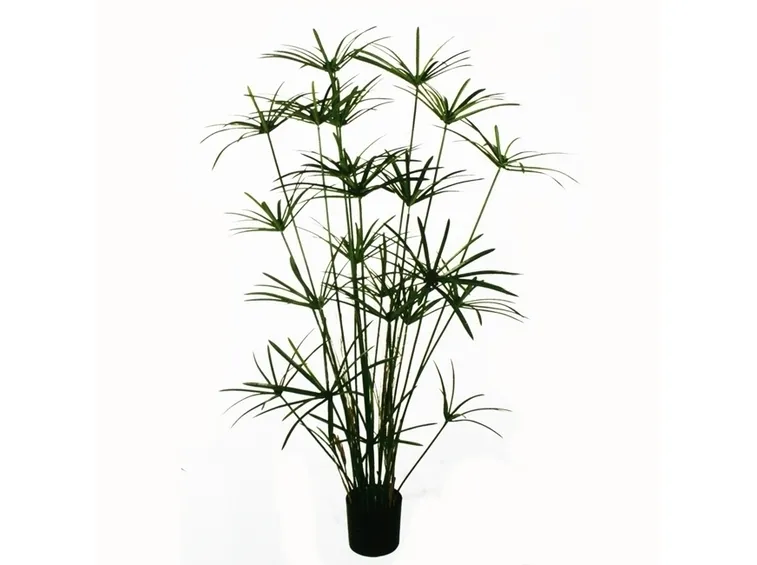 Papiro-15