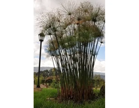 Papiro-17