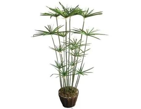 Papiro-20