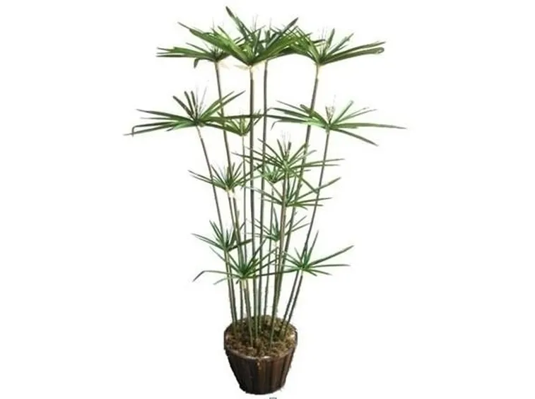 Papiro-20