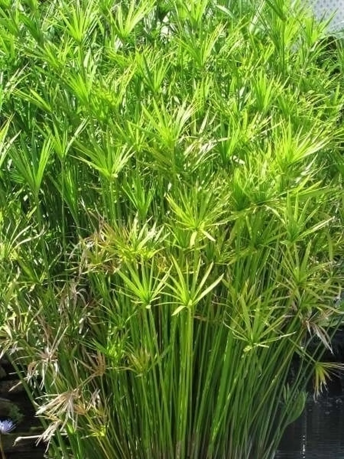 Papiro-22