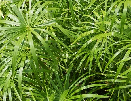 Papiro