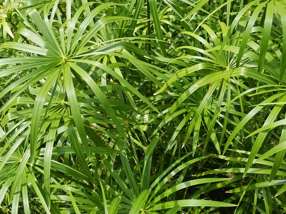 Papiro