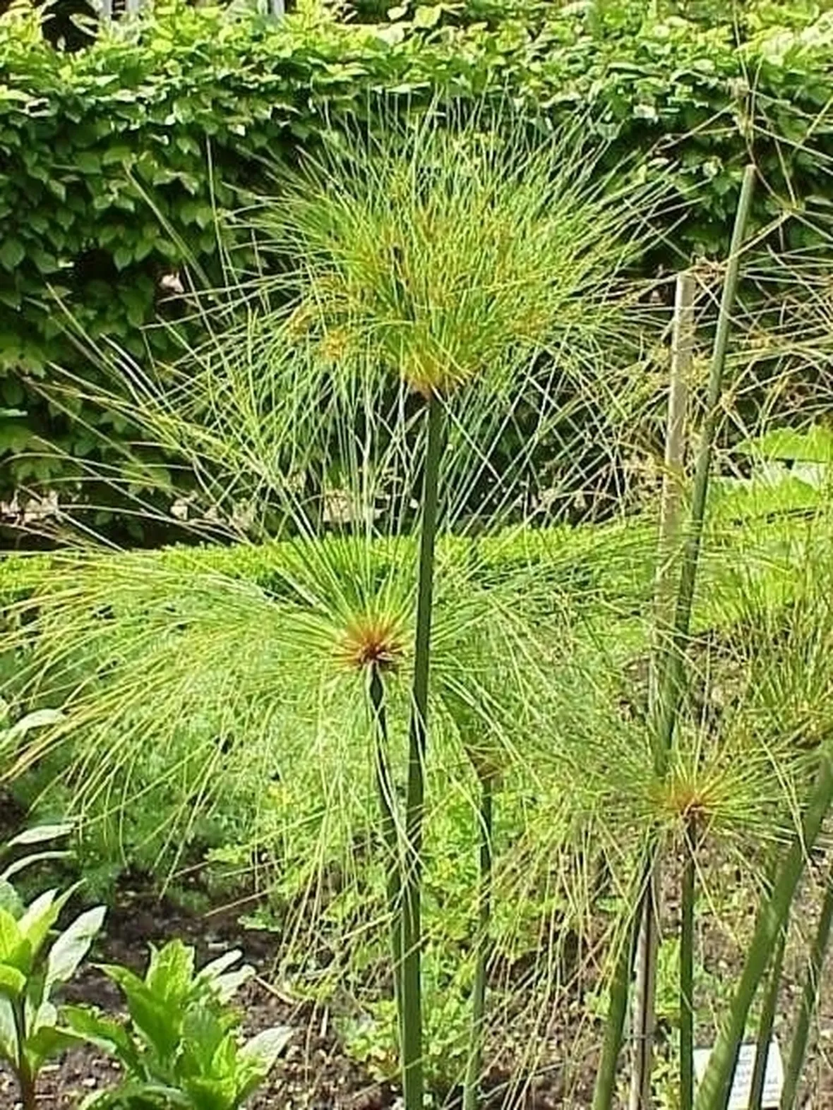 Papiro-9