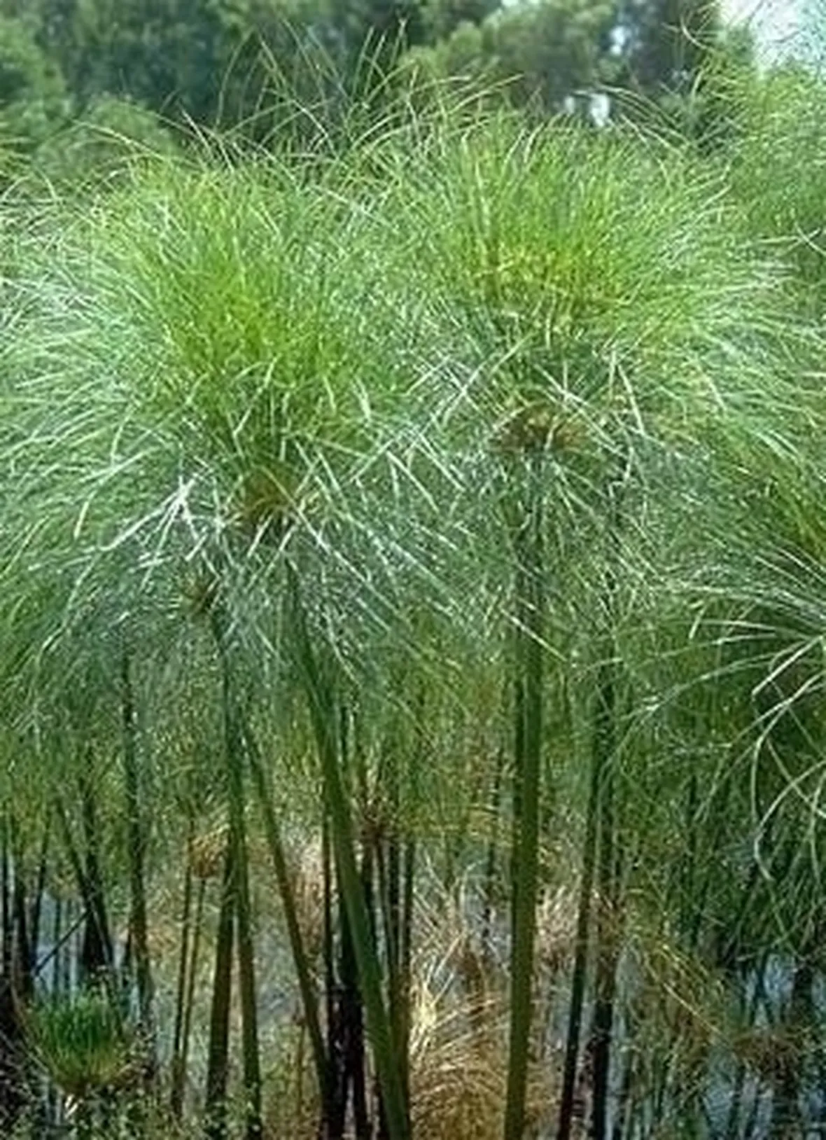 Papiro