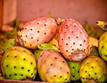Piante grasse: caratteristiche e generalità