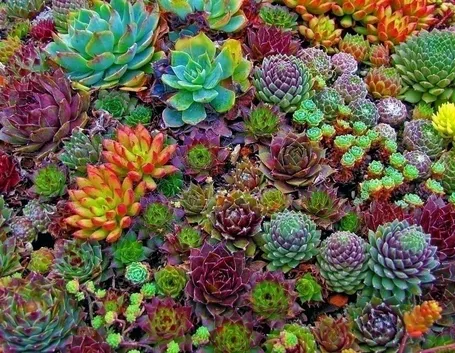 Diffusione delle piante grasse