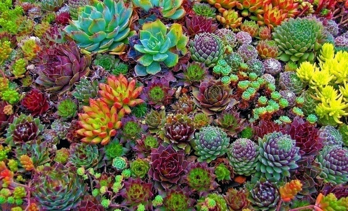 Diffusione delle piante grasse