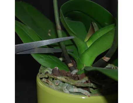 Le origini dell'orchidea