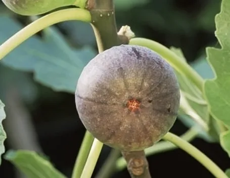 Potatura fico periodo