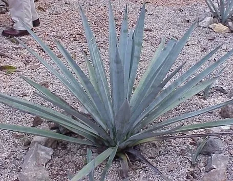 Proprietà dell'agave