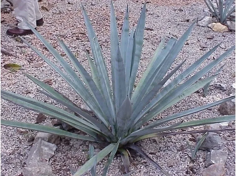 Proprietà dell'agave