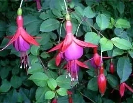 Rinvaso della Fucsia