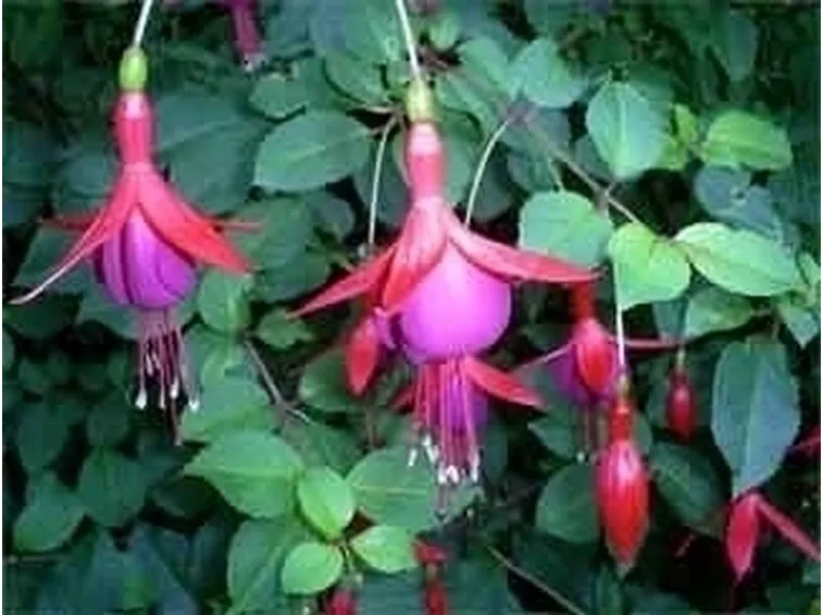 Rinvaso della Fucsia