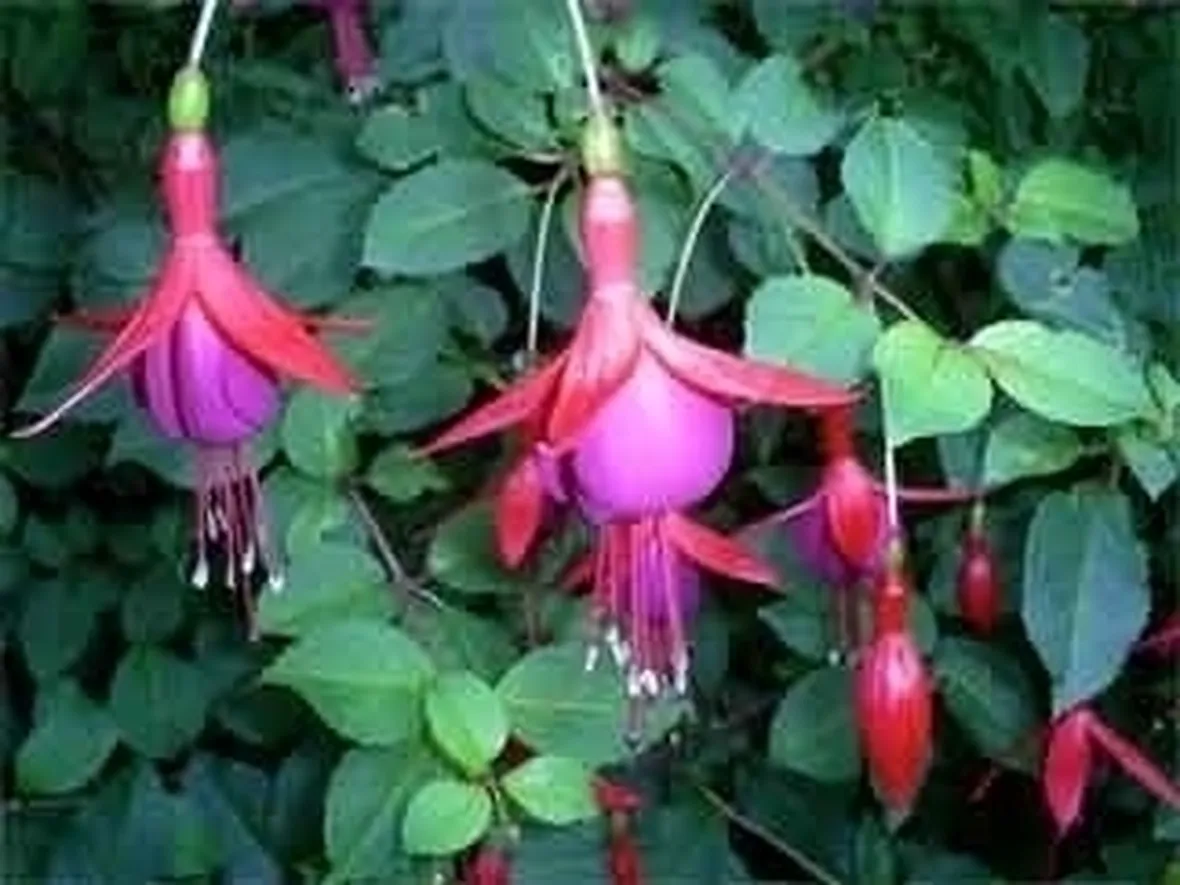 Rinvaso della Fucsia