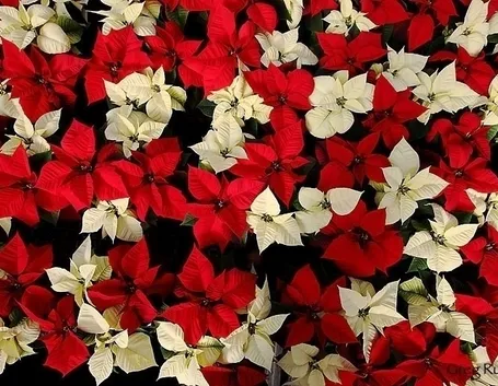 Rinvaso e fioritura della Stella di Natale