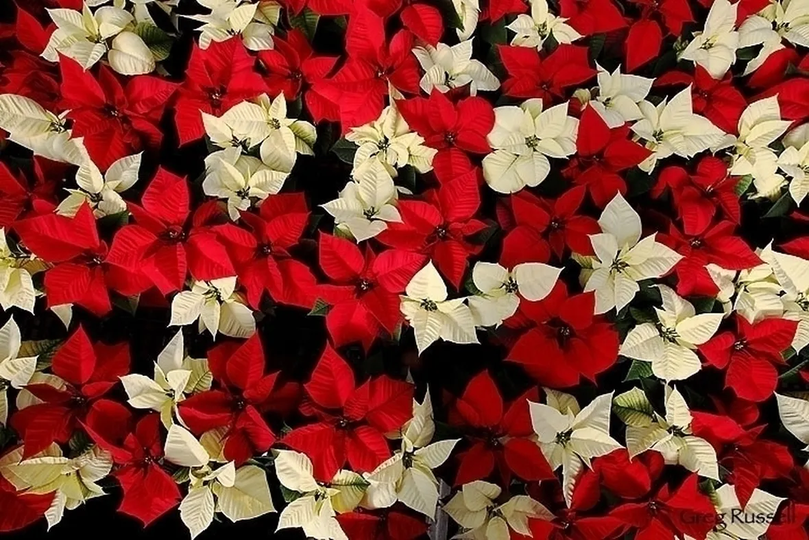 Rinvaso e fioritura della Stella di Natale