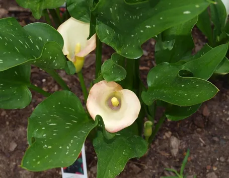 Calla