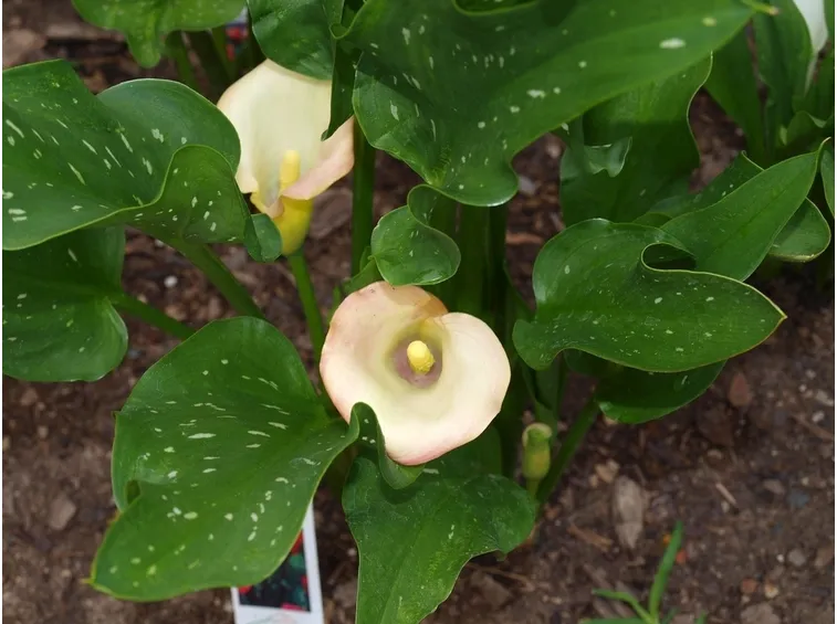 Calla