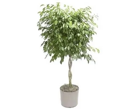 Risposta: Dichondra