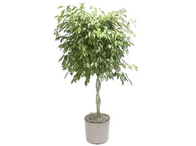 Risposta: Dichondra