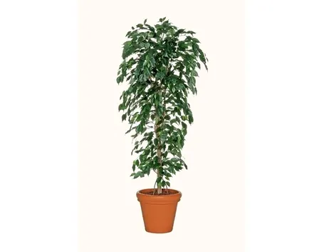 Risposta : ficus elastica foglie marroni