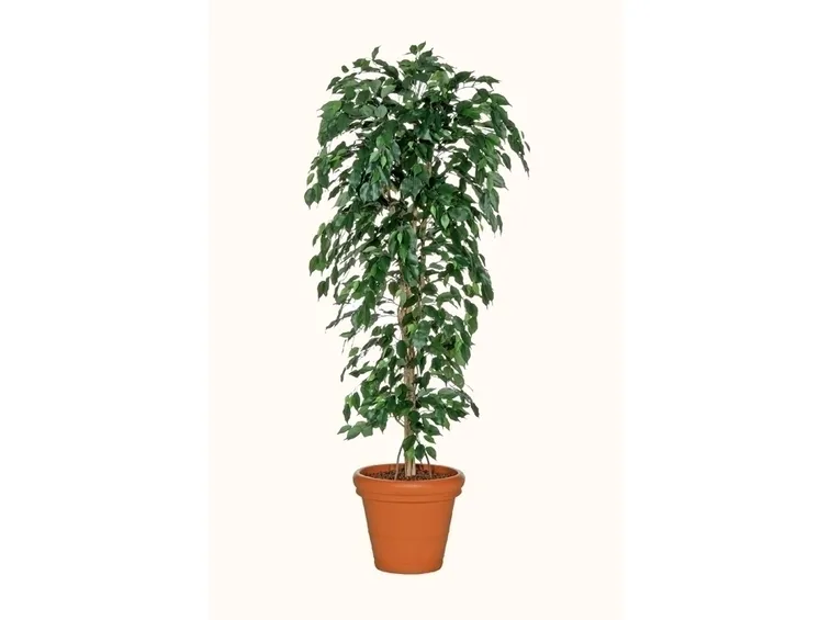 Risposta : ficus elastica foglie marroni