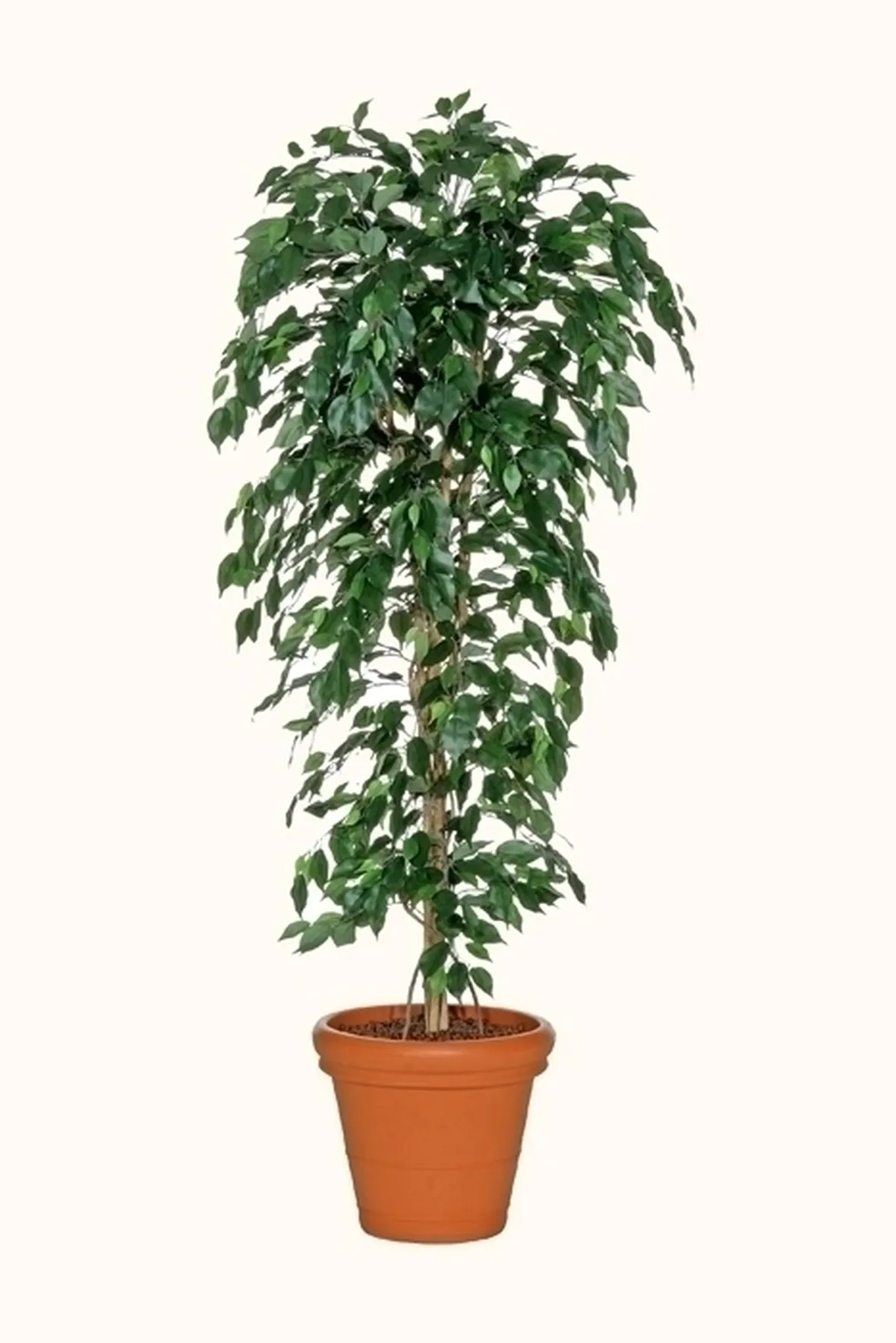 Risposta : ficus elastica foglie marroni