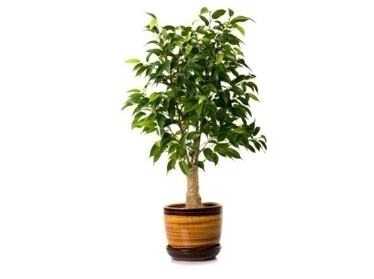 Risposta : FICUS GINSENG