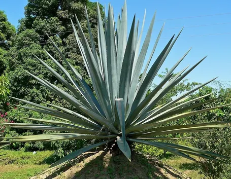 Risposta: fioritura della yucca