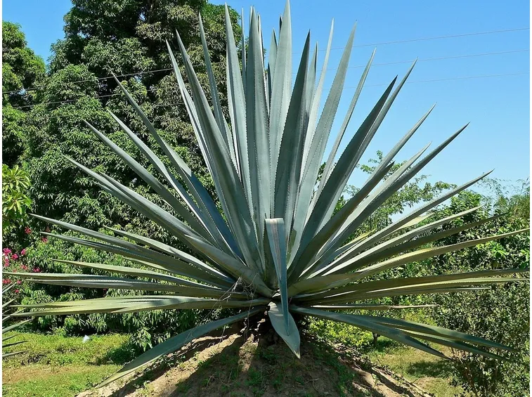 Risposta: fioritura della yucca