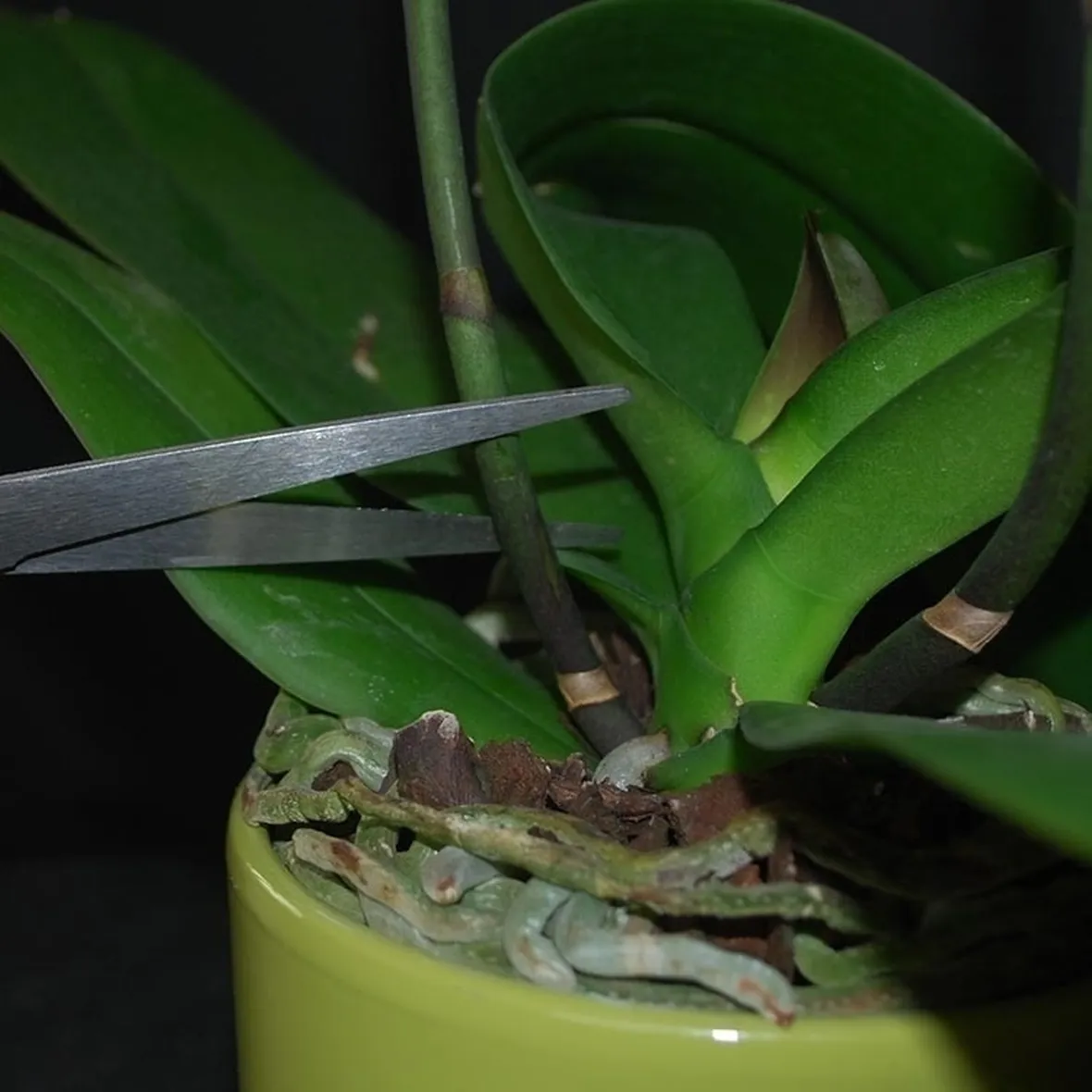 Genealogia dell'orchidea