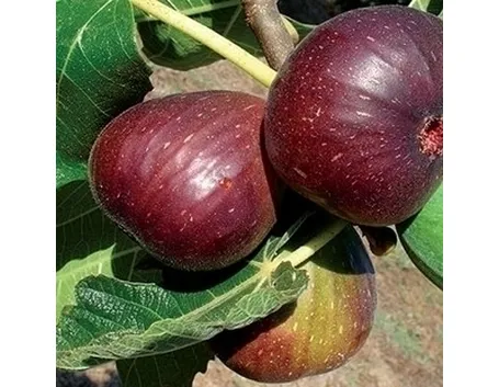 Risposta: Metodi naturali 