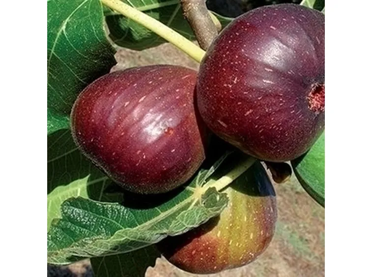 Risposta: Metodi naturali 