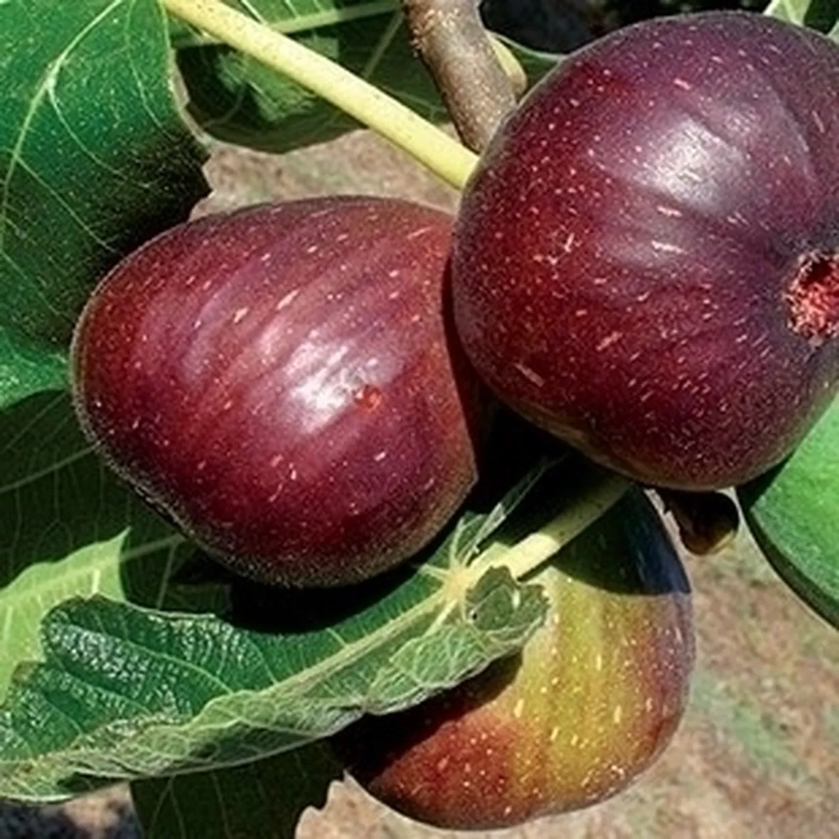 Risposta: Metodi naturali 