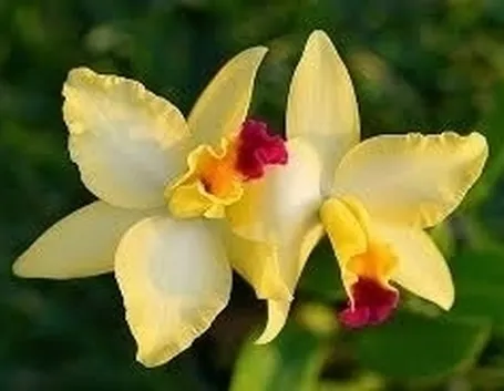 Risposta : orchidea