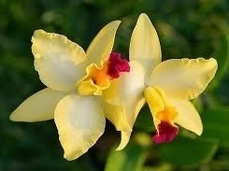 Risposta : orchidea