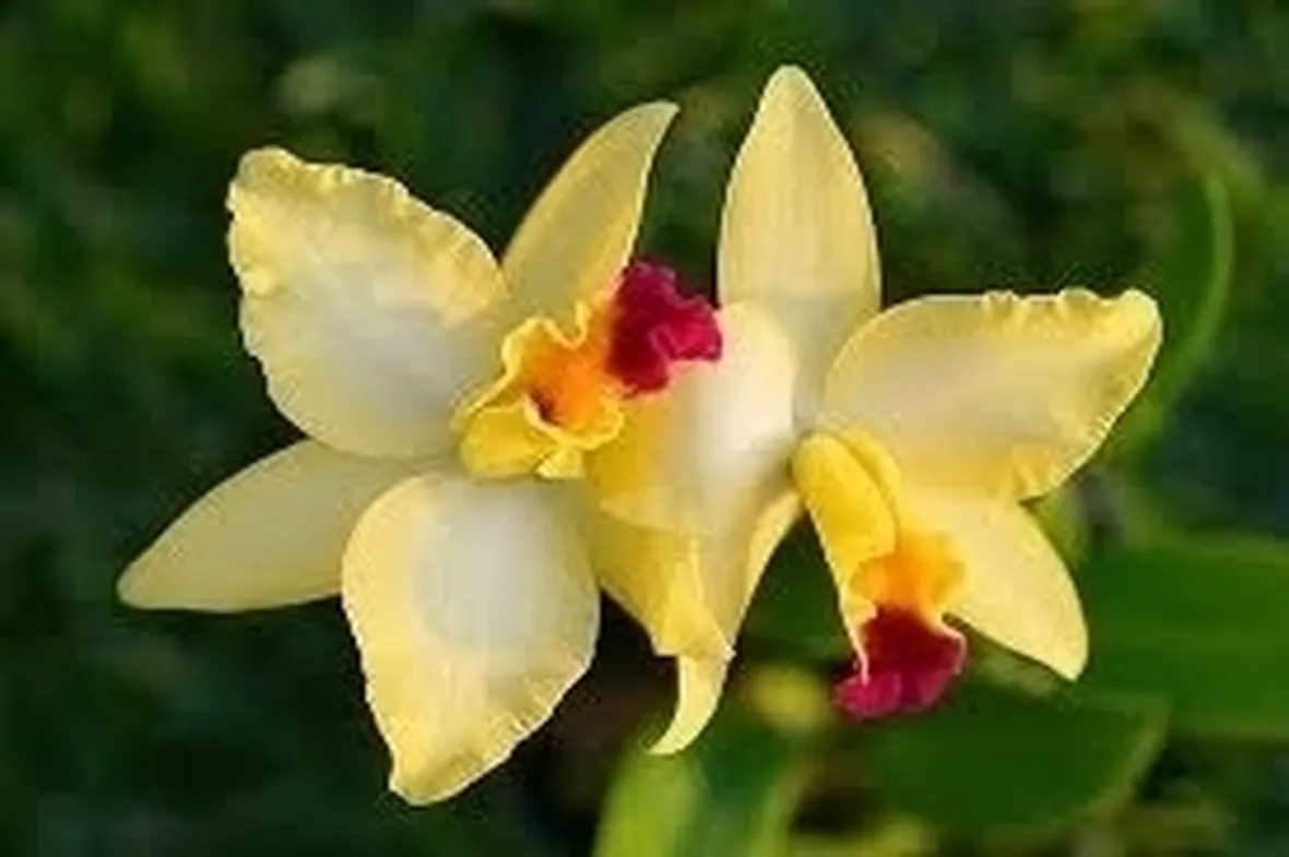 Risposta : orchidea
