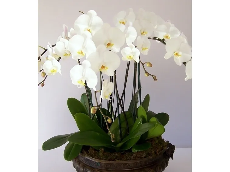 Risposta : orchidee