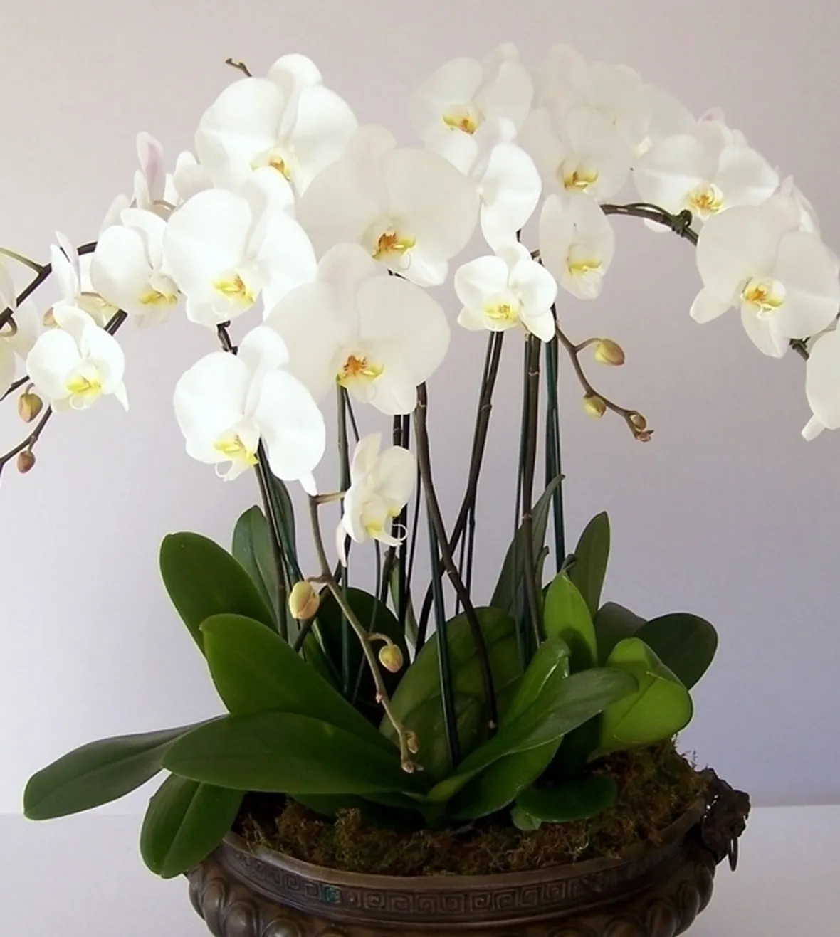 Risposta : orchidee